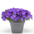 NEW! Trailing Lavender Sky Blue Petunia Seeds, Easy Wave Series, Vining, Pelleted for easier sowing and germination, Petunia Hybrida PE8410P
