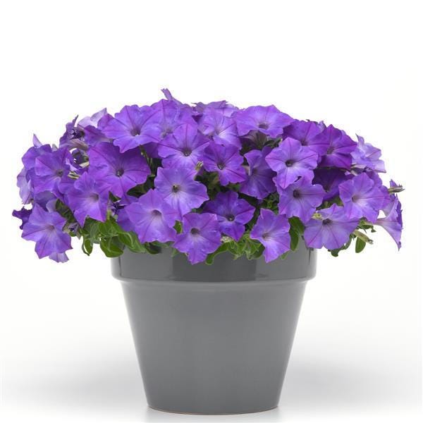 NEW! Trailing Lavender Sky Blue Petunia Seeds, Easy Wave Series, Vining, Pelleted for easier sowing and germination, Petunia Hybrida PE8410P