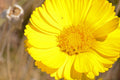Desert Marigold Seeds, SW US Native Wildflower, Baileya Multiradiata BY011C