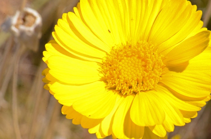 Desert Marigold Seeds, SW US Native Wildflower, Baileya Multiradiata BY011C