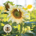 NEW! Pro Cut White Lite Sunflower Seeds, Helianthus Annuum HA2520
