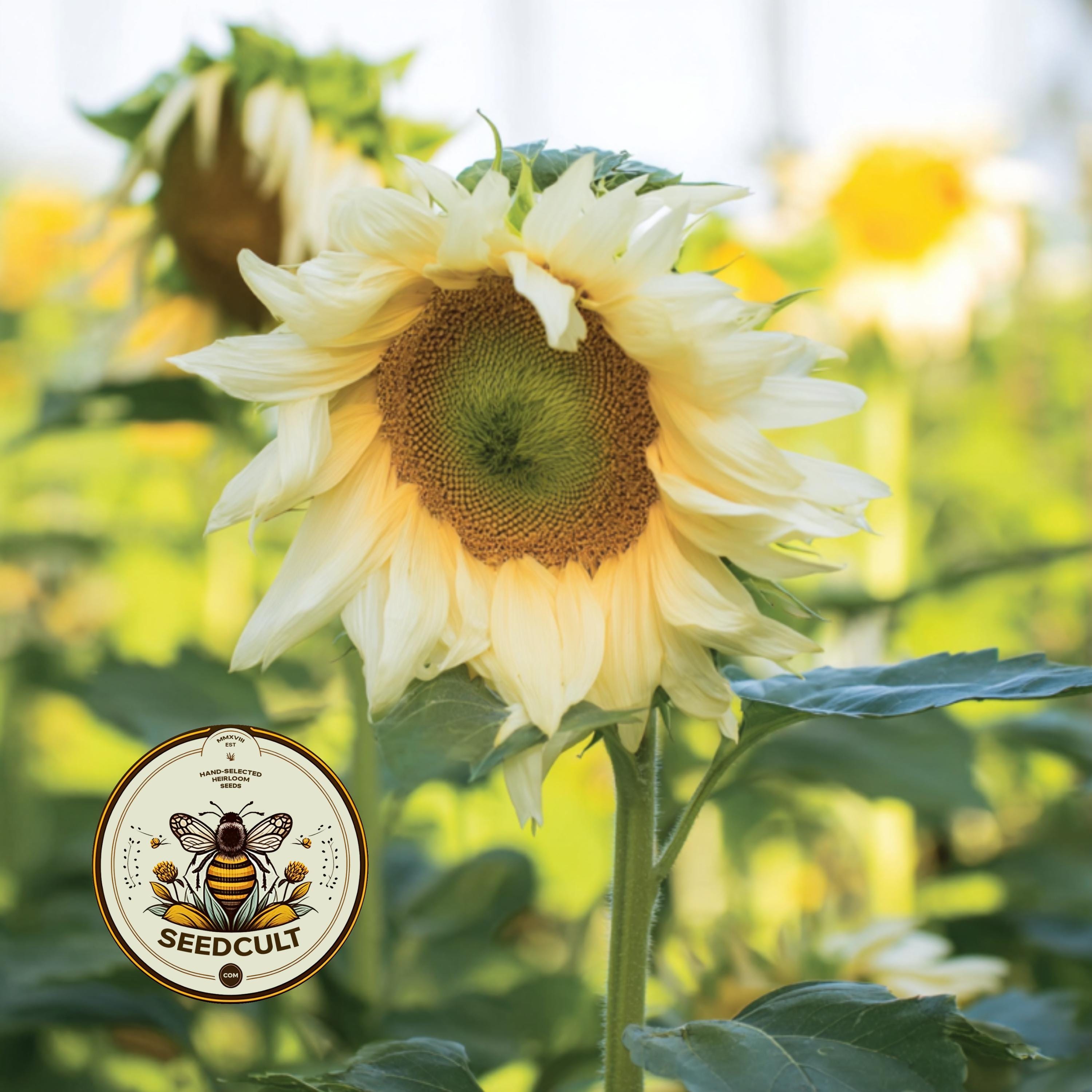 NEW! Pro Cut White Lite Sunflower Seeds, Helianthus Annuum HA2520