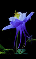 Bulk Colorado Blue Columbine Seeds, Flowering Shade Perennial, Aquilegia Caerulea AQ021C