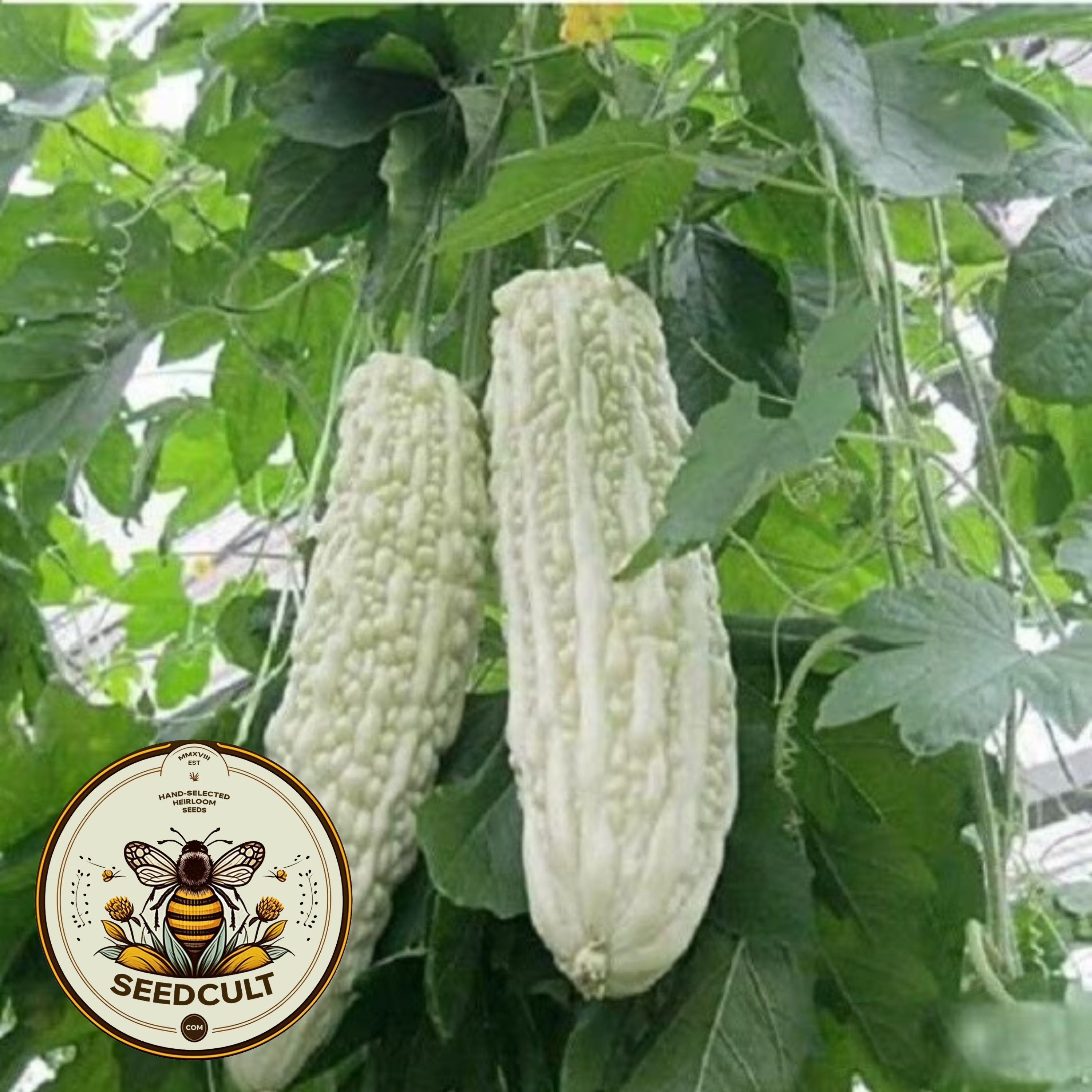 White Large Bitter Melon Seeds, Gori, Momordica charantia MM0110