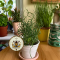Corkscrew Rush SEEDS, Twister Plant, House Plants, Pond, Bog, Water Garden, Juncus Effusus Spiralis 'Twister' JU0125