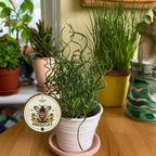 Corkscrew Rush SEEDS, Twister Plant, House Plants, Pond, Bog, Water Garden, Juncus Effusus Spiralis 'Twister' JU0125