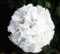 White Geranium Seeds, Maverick Series, Pelargonium Zonale PZ0410