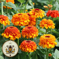 Zinderella Zest Zinnia Seeds, Zinnia Elegans ZE2810
