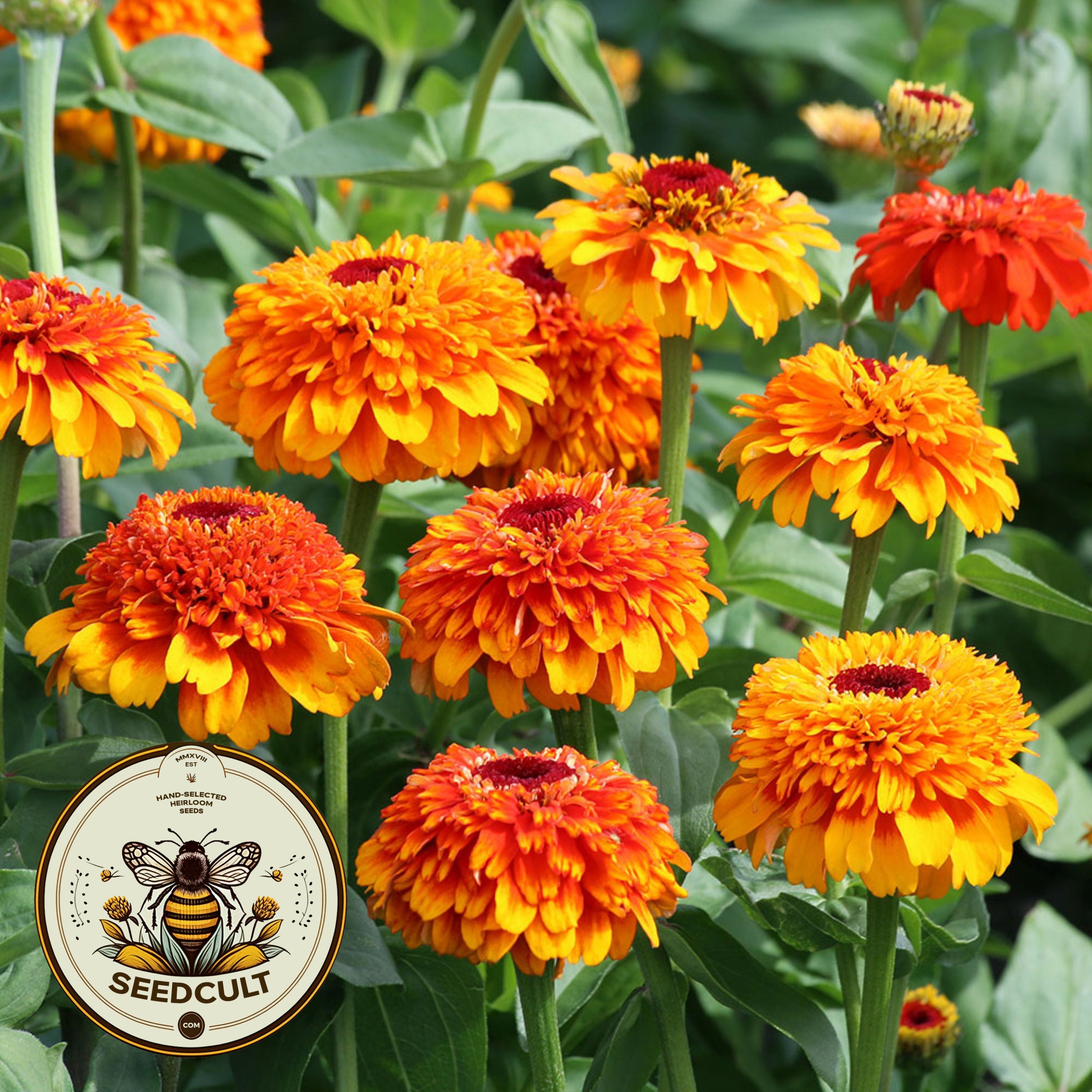 Zinderella Zest Zinnia Seeds, Zinnia Elegans ZE2810