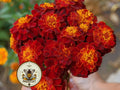 200 Bulk Red Cherry French Marigold Seeds, Tagetes Patula TG422C