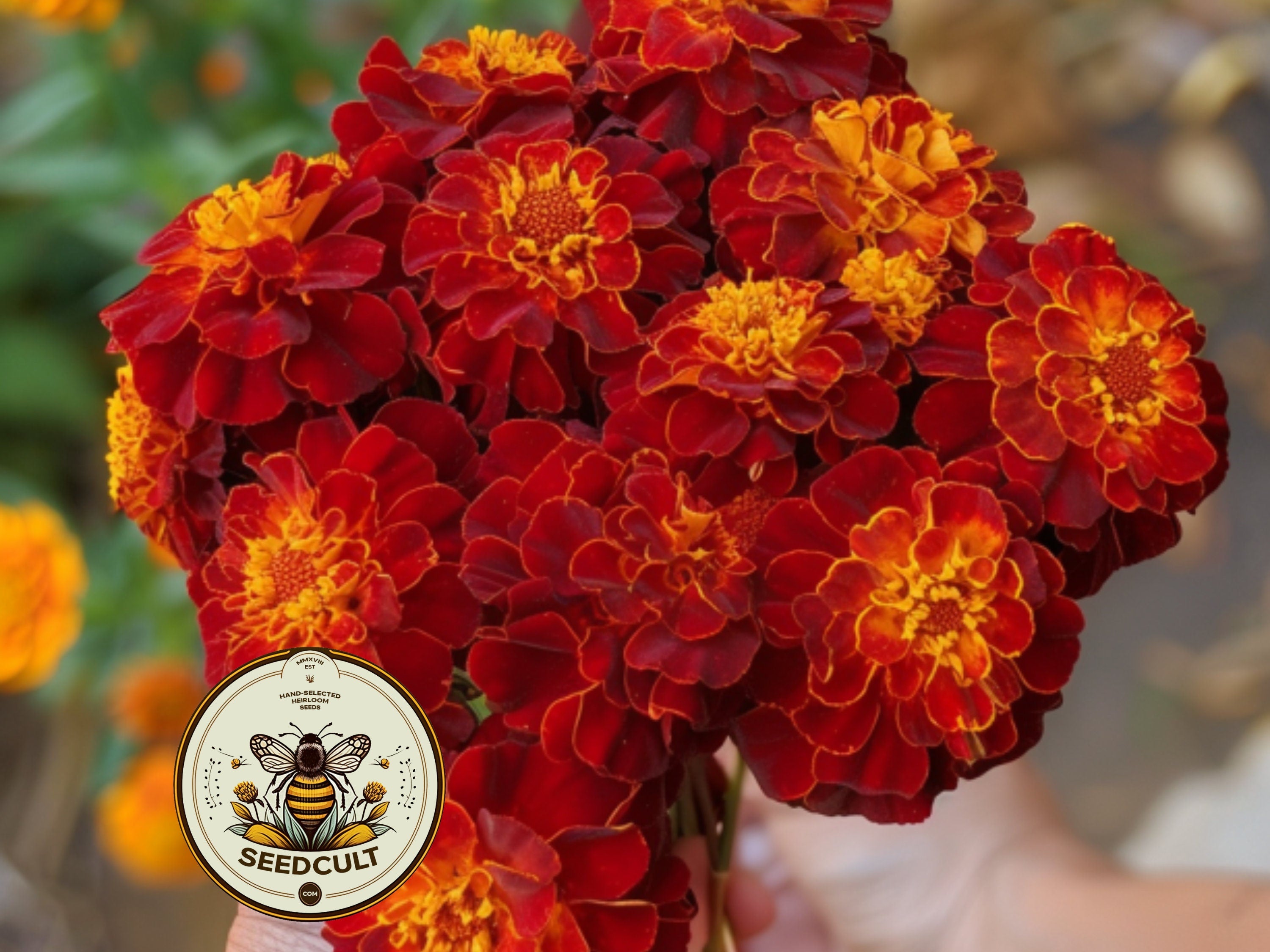 200 Bulk Red Cherry French Marigold Seeds, Tagetes Patula TG422C