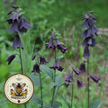 Dusky Penstemon Seeds, Whipple's Penstemon, US Native Wildflower, Penstemon Whippleanus. PT4020