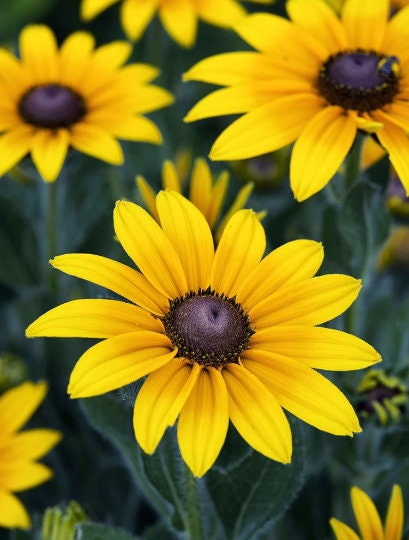 2000 Bulk Black Eyed Susan Seeds, Rudbeckia Hirta, Yellow Fflowering Plants, RU022M