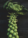Bulk 300 Long Island Brussels Sprouts Heirloom Seeds, Brassica oleracea var. gemmifera BR073C