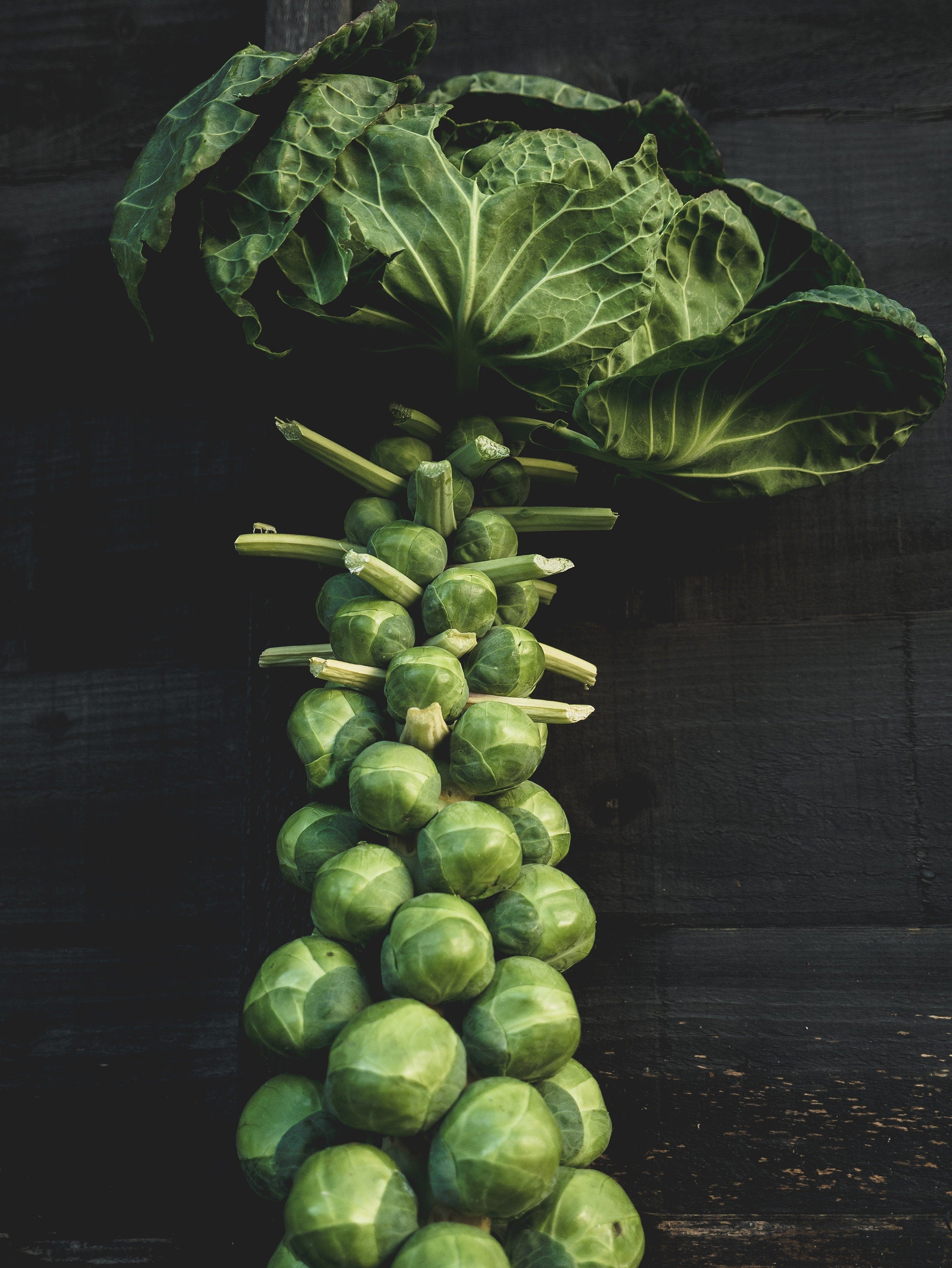 Bulk 300 Long Island Brussels Sprouts Heirloom Seeds, Brassica oleracea var. gemmifera BR073C