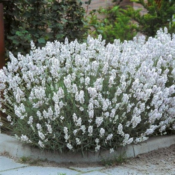 Snow Lavender seeds, Lavandula Augustifolia Ellegance Snow, Ice LA0420