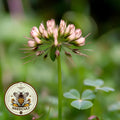 Rare Native Carolina Clover Seeds, Trifolium Carolinianum, Wild White Clover, Southeastern, Northeastern US Native TR0650