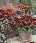 Aztec Pansy Seeds, Gem Series, Viola VL1225