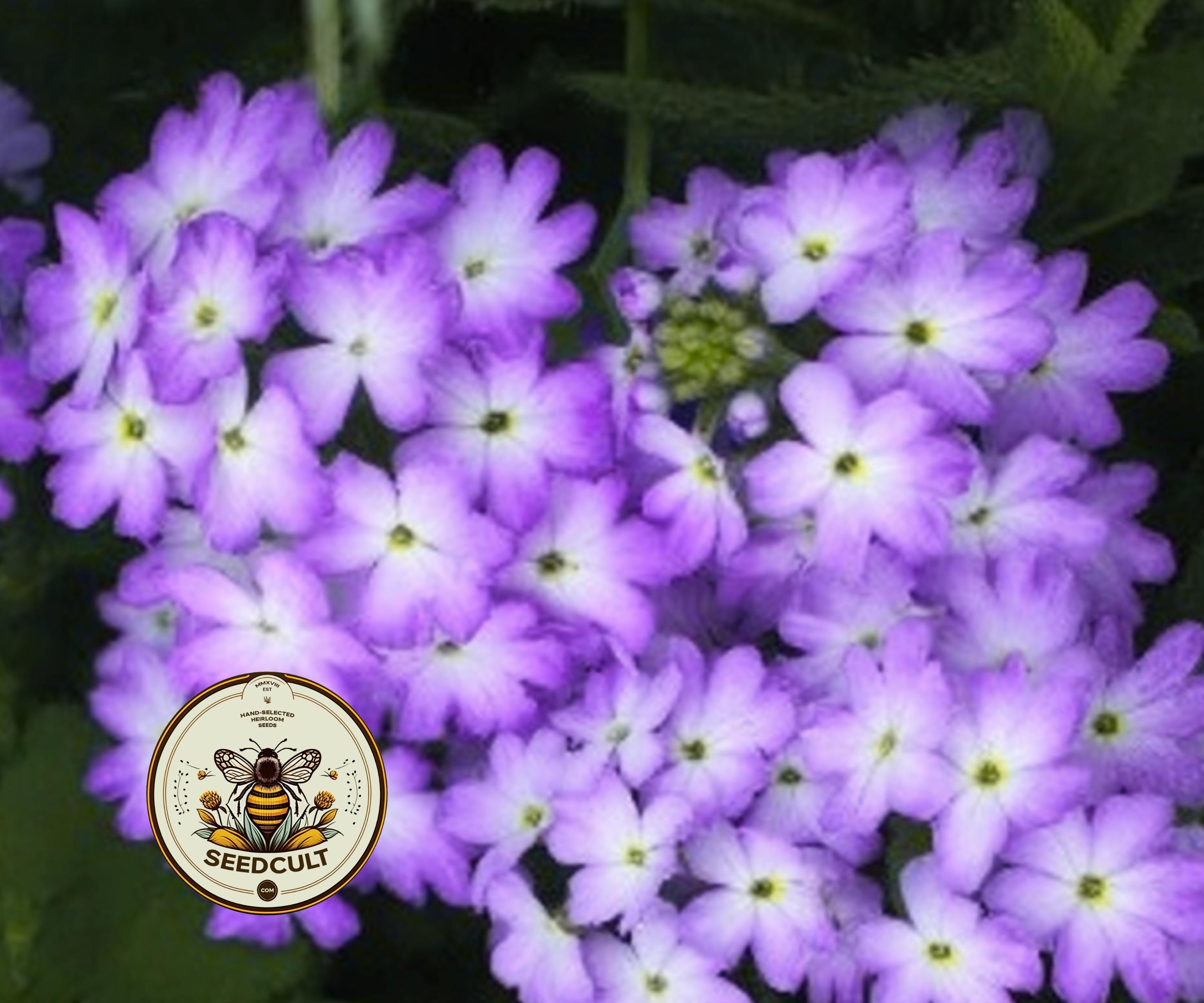 Tuscany Lavender Picotee Verbena