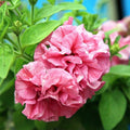 Double Cascade Pink Petunia Seeds, Pelleted for easier sowing and germination, Petunia Hybrida PE5225P