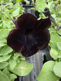 Black Petunia Seeds, Blackberry Sophistica, Petunia Hybrida F1 PE5110P