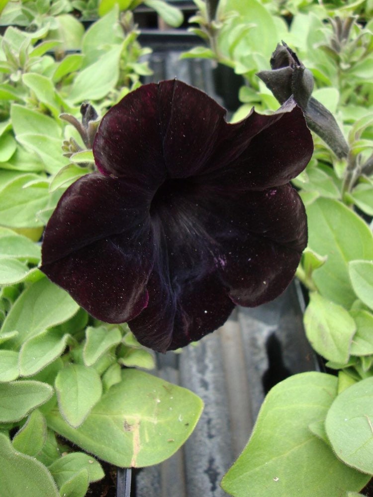 Black Petunia Seeds, Blackberry Sophistica, Petunia Hybrida F1 PE5110P