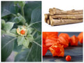 Ashwaganda Seeds, Indian Ginseng, Withania somnifera, Medicinal plants WI0130