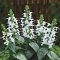White Tropical Sage Seeds, Butterfly and Hummingbird Magnet, Tropical Sage, Salvia Coccinea SA1125