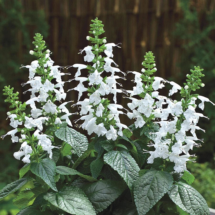 White Tropical Sage Seeds, Butterfly and Hummingbird Magnet, Tropical Sage, Salvia Coccinea SA1125