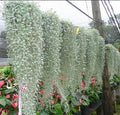 Silver Falls Dichondra Seeds, Hanging Basket Plant, Indoor House Plant, Ground Cover, Dichondra Argentea DI0210