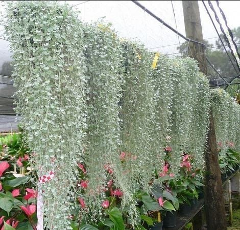 Silver Falls Dichondra Seeds, Hanging Basket Plant, Indoor House Plant, Ground Cover, Dichondra Argentea DI0210