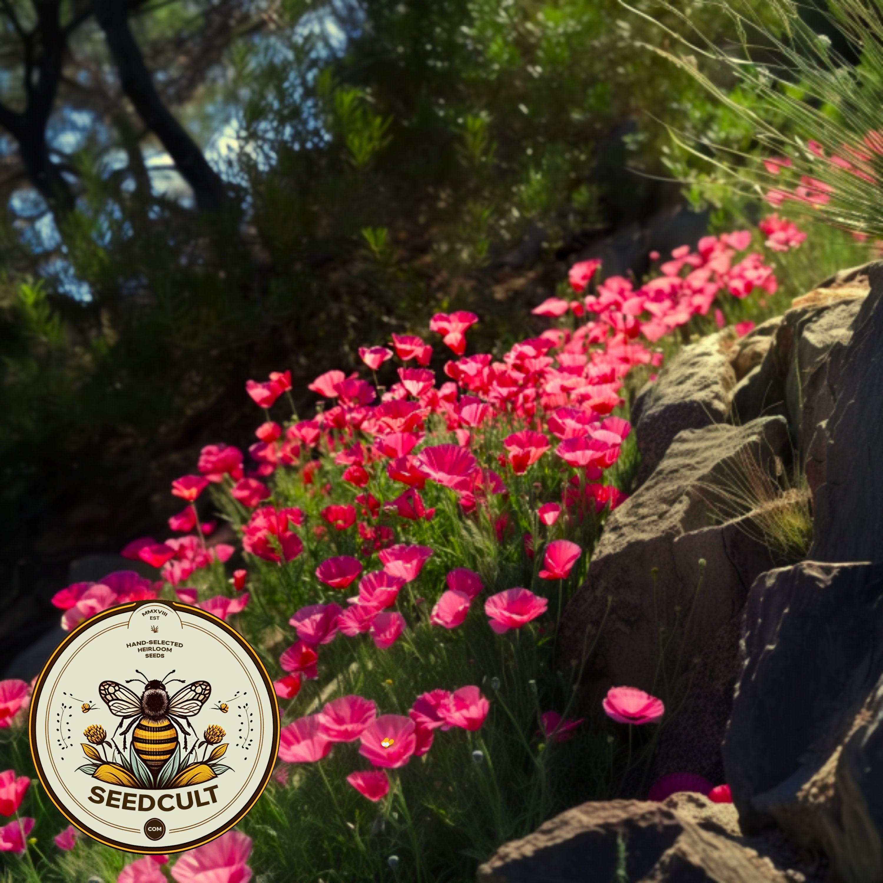 Bulk Carmine King California Poppy Seeds, Eschscholzia Californica, Pink Poppies EZ025C