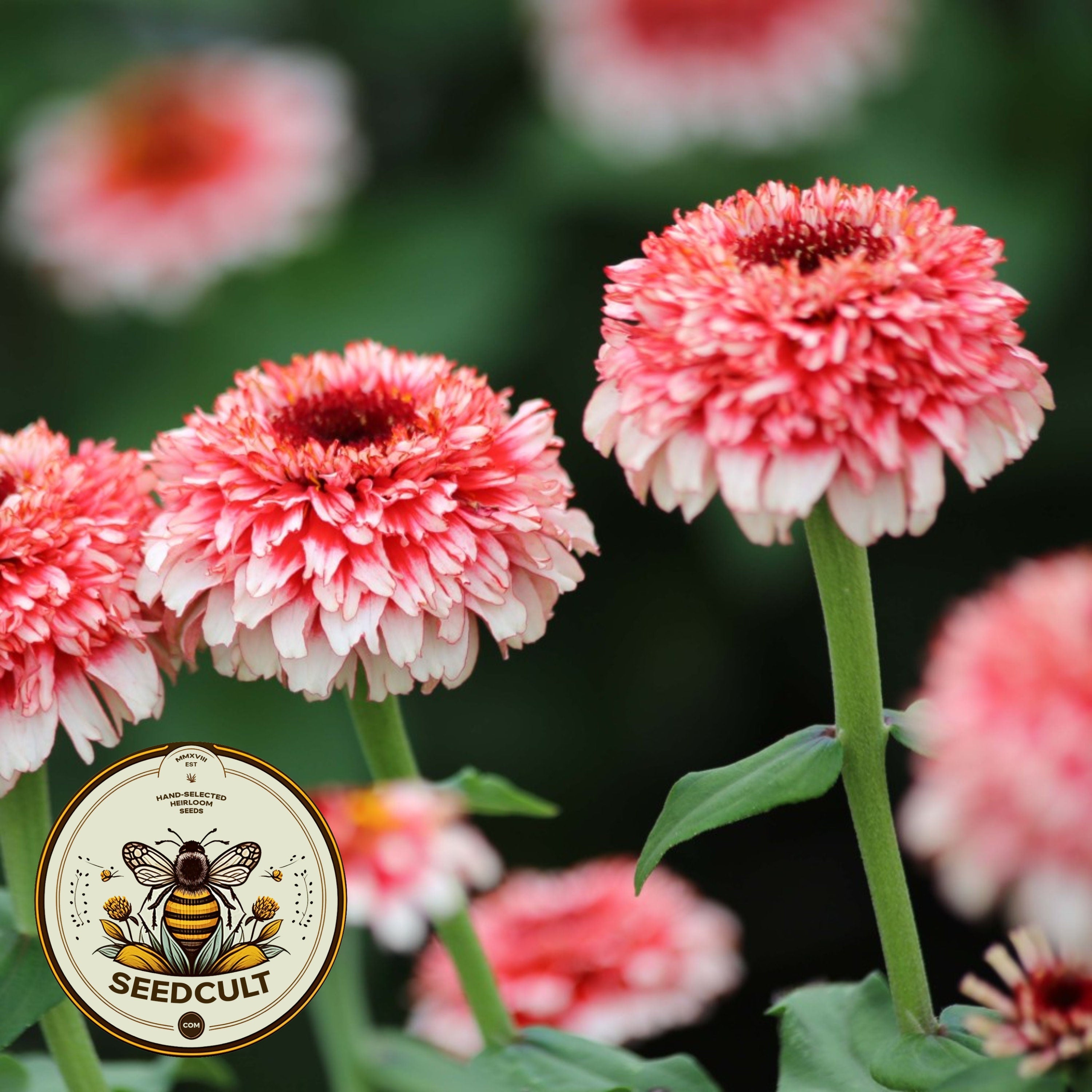 NEW! Zinderella Fizz Zinnia Seeds, 10 Seeds, Zinnia Elegans ZE3410