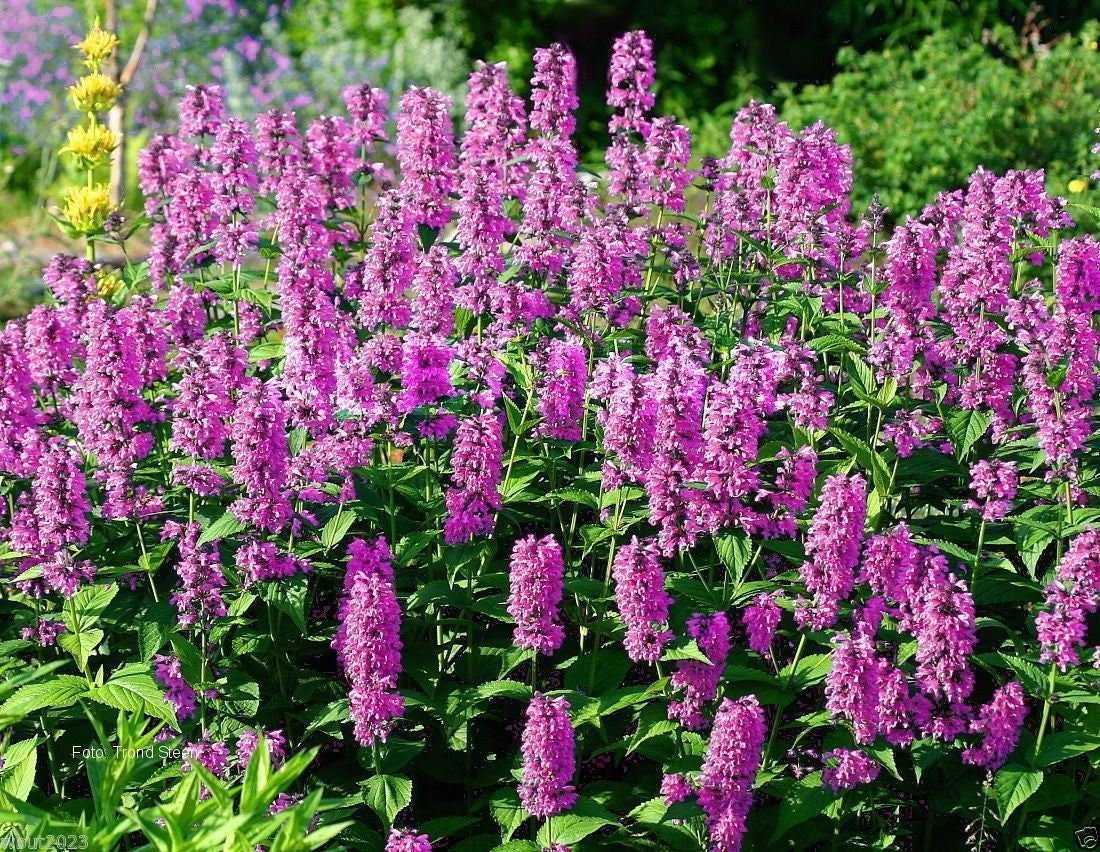 Pink Catmint seeds, Nepeta Nervosa Pink Cat NE0420