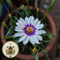 White Cupid's Dart Love Potion Plant Seeds, Catananche Alba White CA0220
