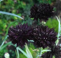 Bulk Double Black, Edible Cornflower Seeds, Gothic Garden, Centaurea Cyanus, Tall CN011C