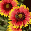 Native Indian Blanket Flower Seeds, Gaillardia Pulchella GP0340