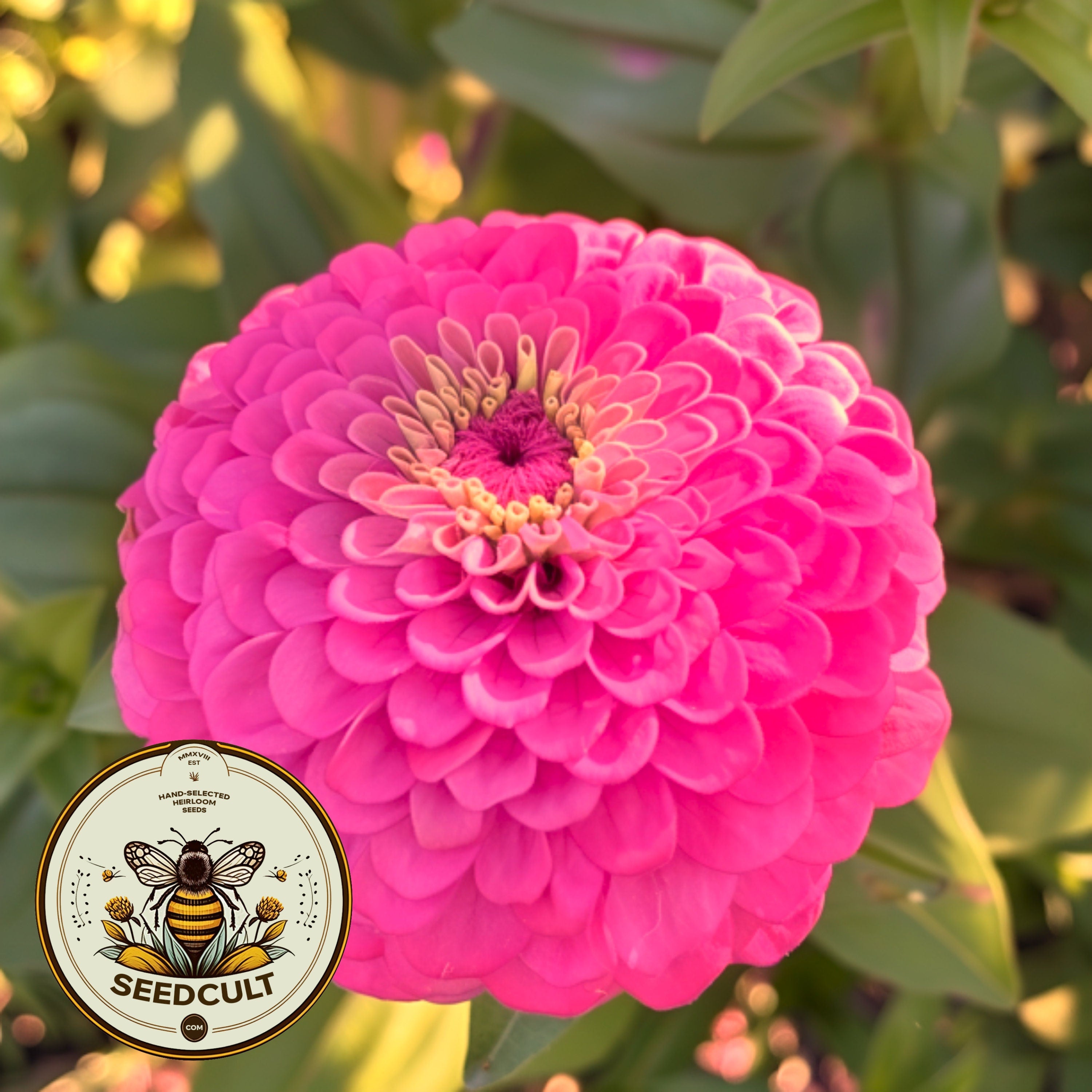 Benarys Giant Carmine Rose Zinnia Seeds, Largest Giant Zinnias, Zinnia Elegans ZE1725