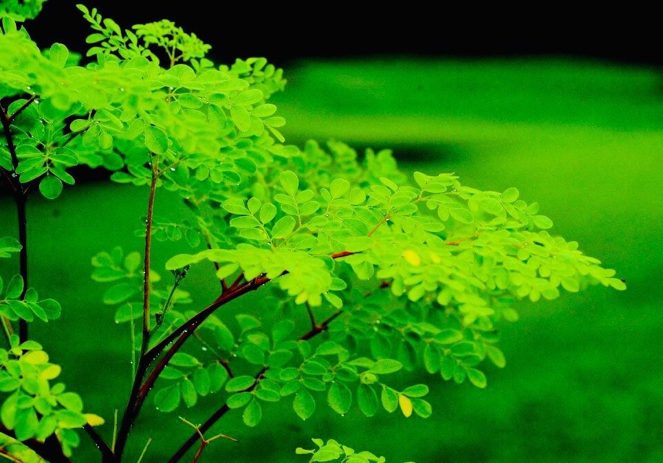 Rare DWARF Moringa Seeds, Tree of Life, Miracle Plant, Moringa Oleifera Dwarf MR0110