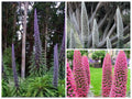 Mix Tower of Jewel Seeds, Blue, Pink, White, Echium Pininana EC8010