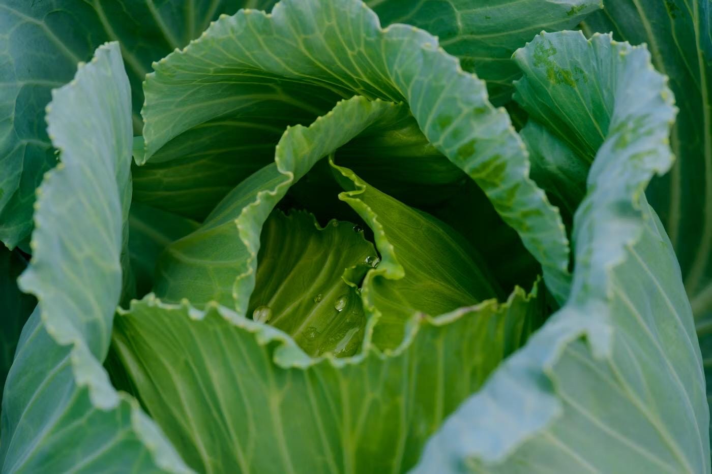 NEW! Golden Acre Cabbage Heirloom Seeds, Brassica oleracea var. capitata BR1615C