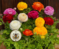 NEW! Bloomingdale Mix Ranunculus Seeds, Compact Container, Ranunculus Asiaticus, RN0220