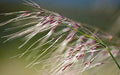 Purple Needlegrass Seeds, California Native Official State Grass, Nassella Pulchra, Beneficial Grasses, Drought Tolerant, NS021C