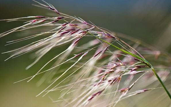 Purple Needlegrass Seeds, California Native Official State Grass, Nassella Pulchra, Beneficial Grasses, Drought Tolerant, NS021C