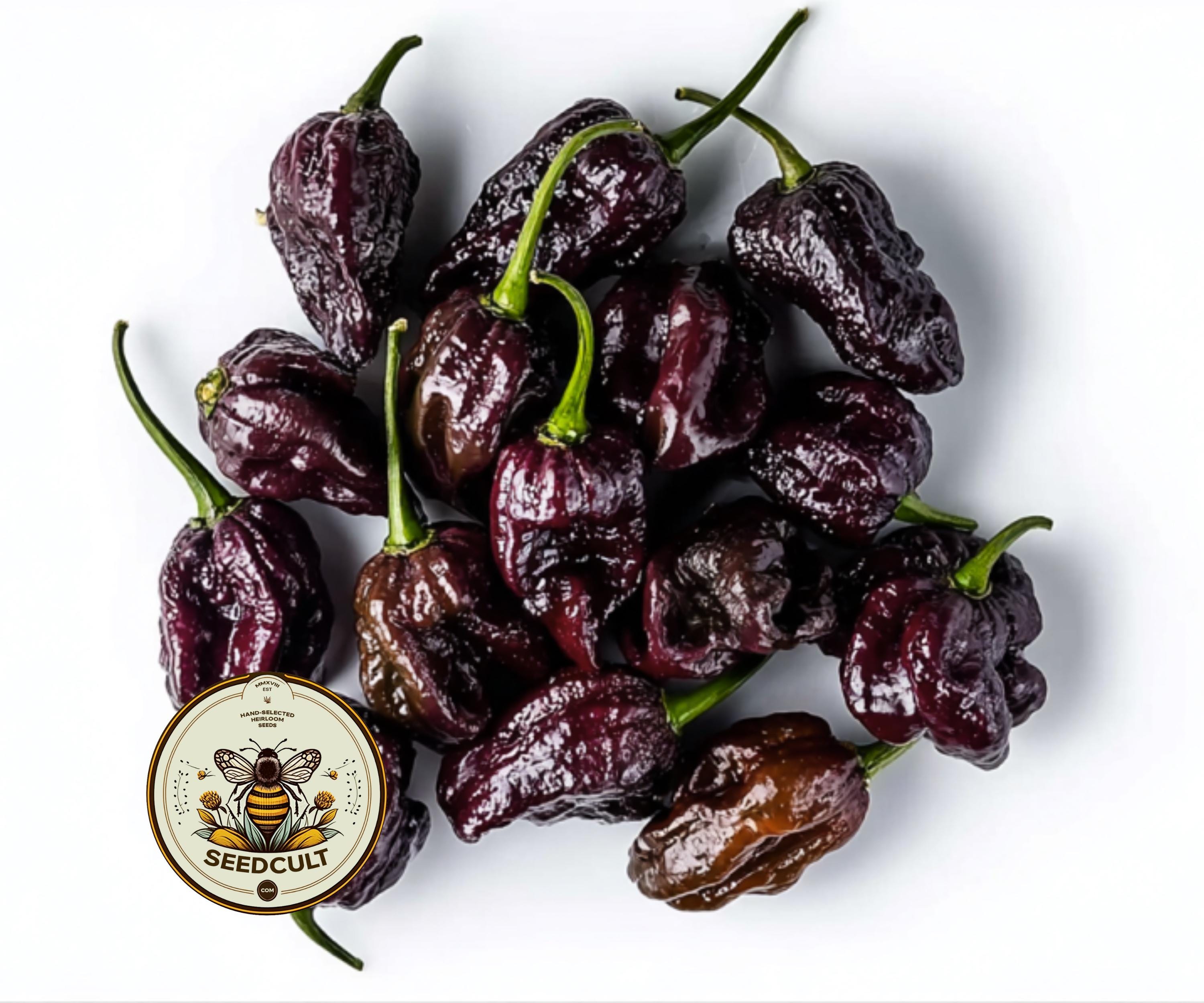 CHOCOLATE CAROLINA REAPER PEPPER