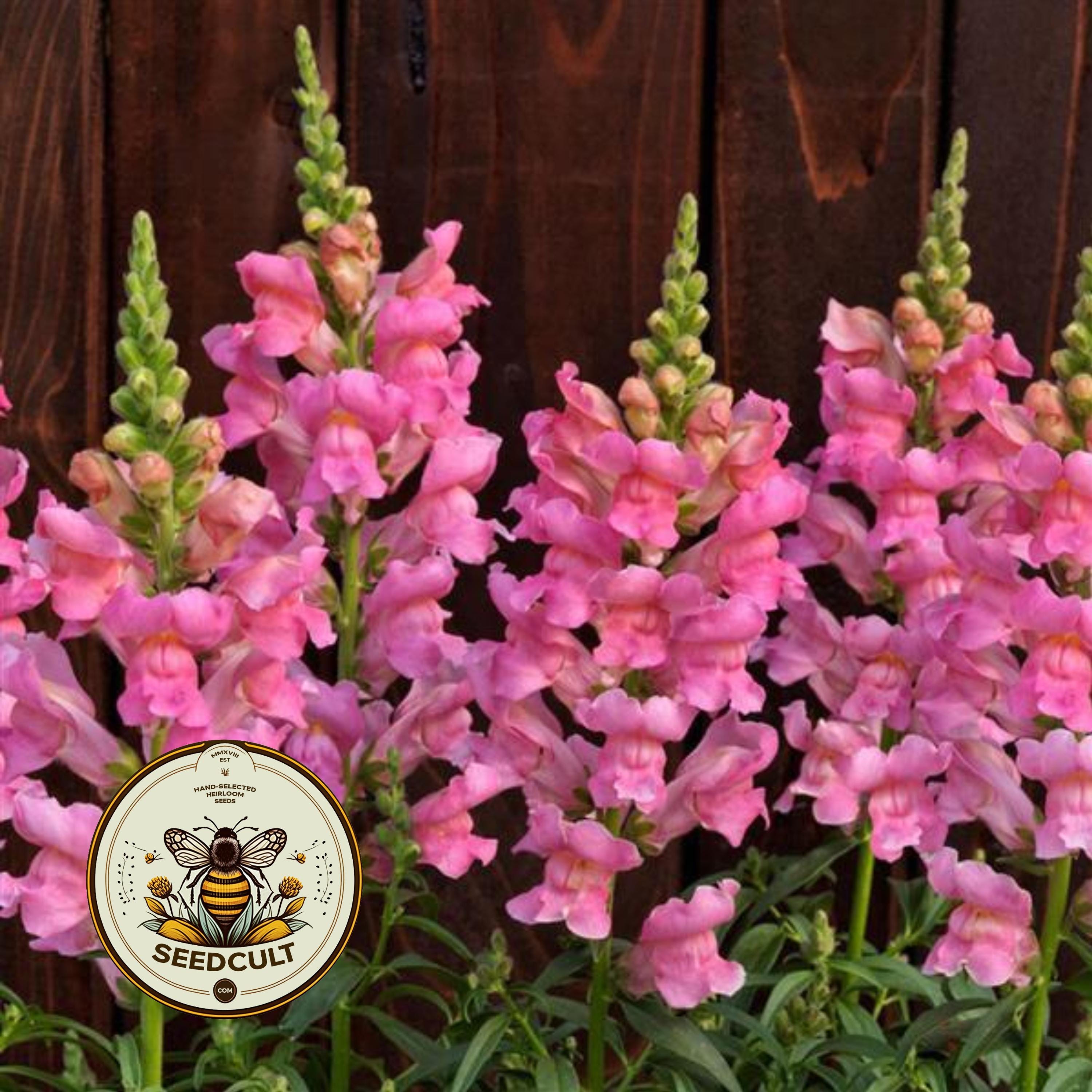 NEW! Speedy Sonnet Pink Snapdragon Seeds, Antirrhinum Majus AN5625P