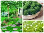 10000 Irish Moss Seeds, Sagina Subulata, Pearlwort, Ground Cover SS0110M