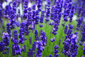 Bulk English Lavender seeds, Lavandula Augustifolia, Vera LA015C