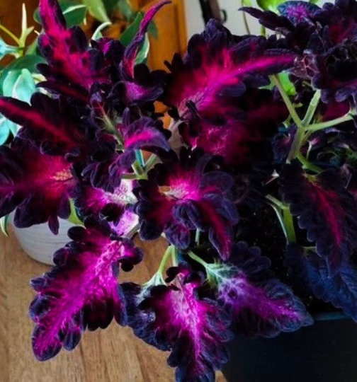 Black Dragon Coleus Seeds, Indoor Shade Plant CC0120P
