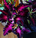 Black Dragon Coleus Seeds, Indoor Shade Plant CC0120P